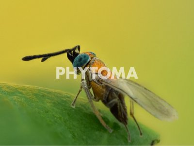 Anagyrus fusciventris